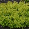 WorryFree® Lemon Glow® Barberry -Garden Plant Store WorryFree Lemon Glow Barberry 20879.1669050623