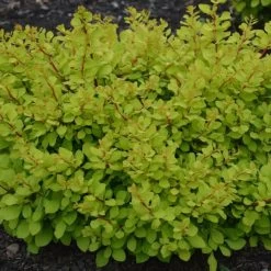 WorryFree® Lemon Glow® Barberry
