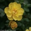 Oso Easy® Lemon Zest Rose -Garden Plant Store Yellow Oso Easy Lemon Zest Rose Flower Close Up 97071.1523216255