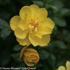 Oso Easy® Lemon Zest Rose