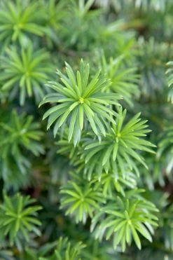 Yewtopia Plum Yew -Garden Plant Store Yewtopia Plum Yew Foliage 35413.1499386904