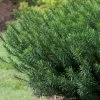 Yewtopia Plum Yew -Garden Plant Store Yewtopia Plum Yew Shrub Branches 17395.1642409707