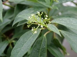 Garden Plant Store -Garden Plant Store Yin Viburnum Flowers and foliage 78487.1611936354