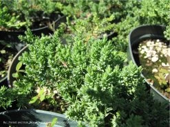 Blue Pacific Juniper -Garden Plant Store Young Blue Pacific Juniper 67855.1500753013