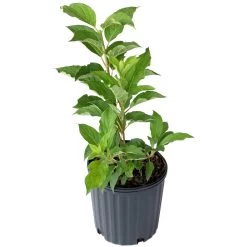 Phantom Hydrangea -Garden Plant Store Young Phantom Hydrangea Plant 69748.1579314425