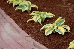 Shadowland® Autumn Frost Hosta -Garden Plant Store Young Shadowland Autumn Frost Hosta 32882.1551416725