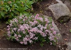 Yuki Cherry Blossom® Deutzia -Garden Plant Store Yuki Cherry Blossom Deutzia Bush in Landscaping 65393.1549755030