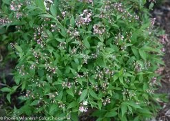 Yuki Cherry Blossom® Deutzia -Garden Plant Store Yuki Cherry Blossom Deutzia Bush with Blooms 37605.1549755030