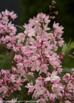 Yuki Cherry Blossom® Deutzia -Garden Plant Store Yuki Cherry Blossom Deutzia with Pink White Flowers 03431.1549755030