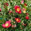 Yuletide Camellia -Garden Plant Store Yuletide Camellia Flowering Main 10471.1553563842