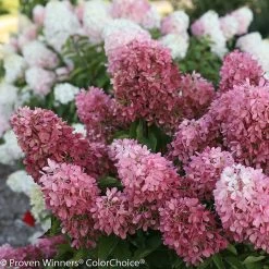 Zinfin Doll® Hydrangea