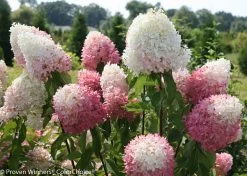 Zinfin Doll® Hydrangea -Garden Plant Store Zinfin Doll Hydrangea Flower Stems 12721.1518387159