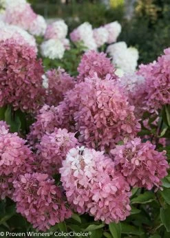 Zinfin Doll® Hydrangea -Garden Plant Store Zinfin Doll Hydrangea Panicle Flowers 92170.1518387148