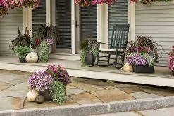 Dolce® Silver Gumdrop Coral Bells -Garden Plant Store autumn scene 234 29554.1551416730