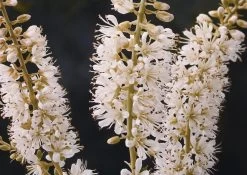 Vanilla Spice® Summersweet -Garden Plant Store clethra vanilla spice with white blooms 80476.1549755029