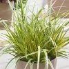 Evercolor® Everglow Carex