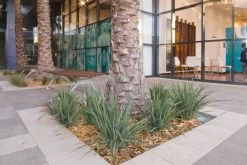 Coolvista™ Dianella -Garden Plant Store healthy Coolvista Dianella 57291.1640880962