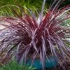 Design-A-Line™ Cordyline -Garden Plant Store healthy Design A Line Cordyline 85329.1640682274