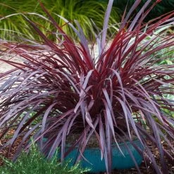 Design-A-Line™ Cordyline