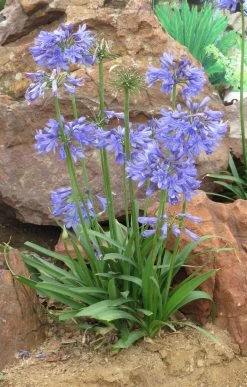 Ever Sapphire Agapanthus 10 Ever Sapphire Agapanthus -Garden Plant Store healthy Ever Sapphire Agapanthus 83736.1640768059