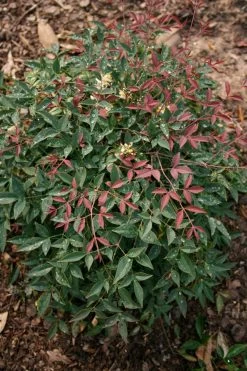 Flirt Nandina -Garden Plant Store healthy Flirt Nandina 35293.1640841578