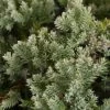 Green Mound Nana Juniper -Garden Plant Store healthy Green Mound Nana Juniper 02530.1640685544