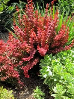Orange Rocket Barberry -Garden Plant Store healthy Orange Rocket Barberry 49084.1664546516