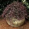 Purple Pixie Loropetalum -Garden Plant Store healthy Purple Pixie Loropetalum 72240.1639810236