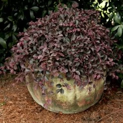 Purple Pixie Loropetalum