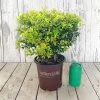 Touch Of Gold™ Holly 2 Touch Of Gold™ Holly -Garden Plant Store healthy Touch of Gold Holly 38032.1640878949