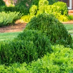 Baby Gem Boxwood -Garden Plant Store large Baby Gem Boxwood growing 63337.1639974827