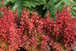 Orange Rocket Barberry -Garden Plant Store large Orange Rocket Barberry growing 51976.1664546516