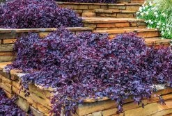 Purple Pixie Loropetalum -Garden Plant Store large Purple Pixie Loropetalum growing 16904.1639810207