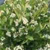 Low Scape Hedger® Aronia -Garden Plant Store low scape hedger aronia flowers 49625.1610563577