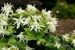 Emerald Snow Loropetalum -Garden Plant Store mature Emerald Snow Loropetalum blooming 51617.1640163336