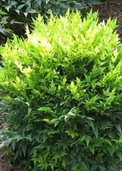Lemon Lime Nandina -Garden Plant Store mature Lemon Lime Nandina 48206.1642405252