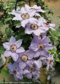 Still Waters Clematis Vine -Garden Plant Store still waters clematis 7 28423.1551416726