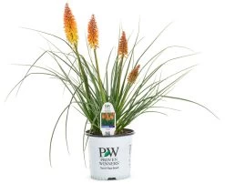 Pyromania Backdraft Red Hot Poker -Garden Plant Store yromania Backdraft Red Hot Poker in Proven Winners Pot 93077.1551416736