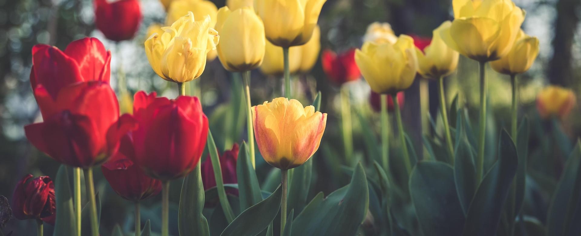 Garden Plant Store -Garden Plant Store tulips 6205808 1920